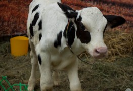 Хлебный базар